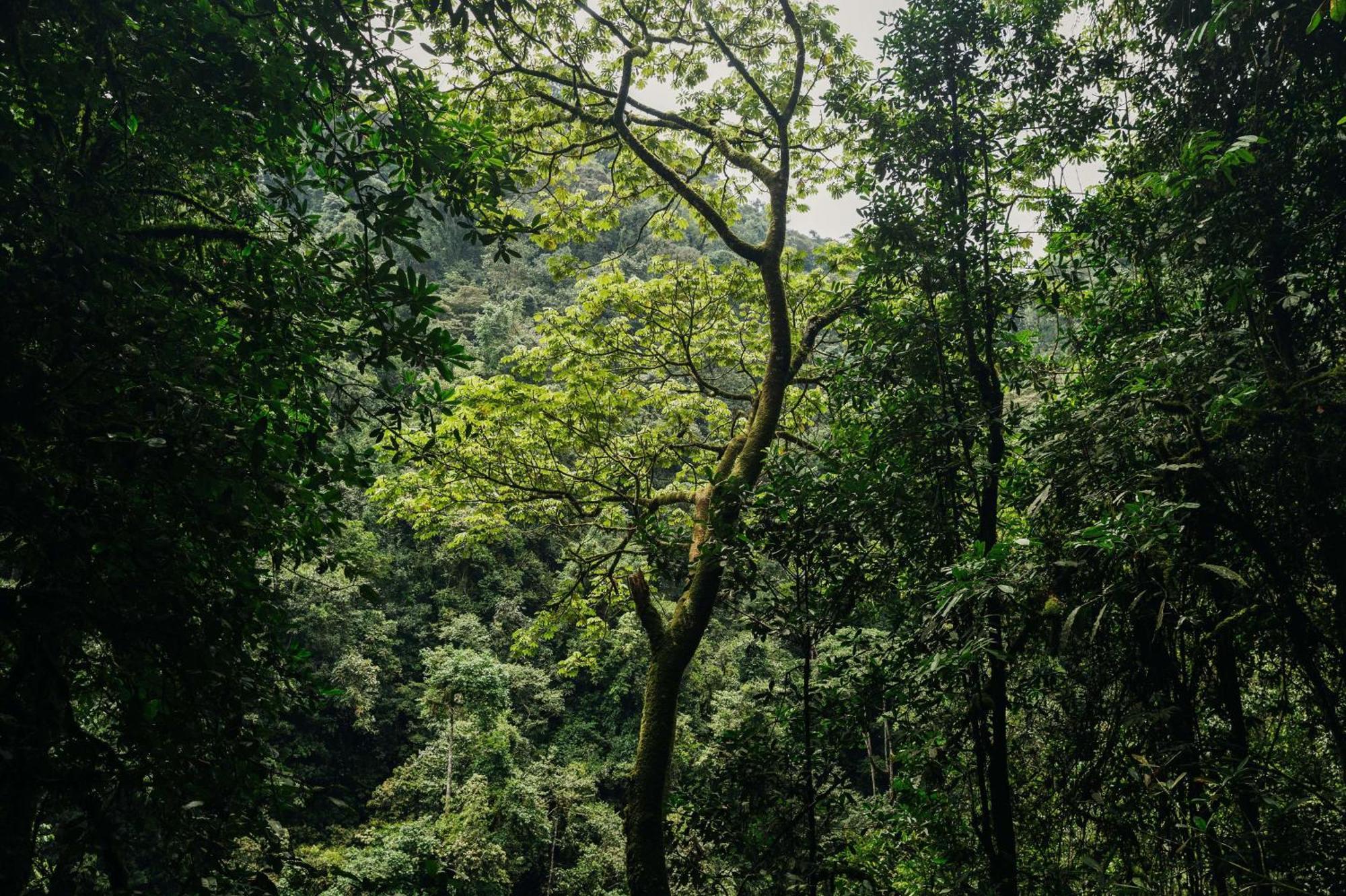 One&Only Nyungwe House Villa Rwumba Kültér fotó